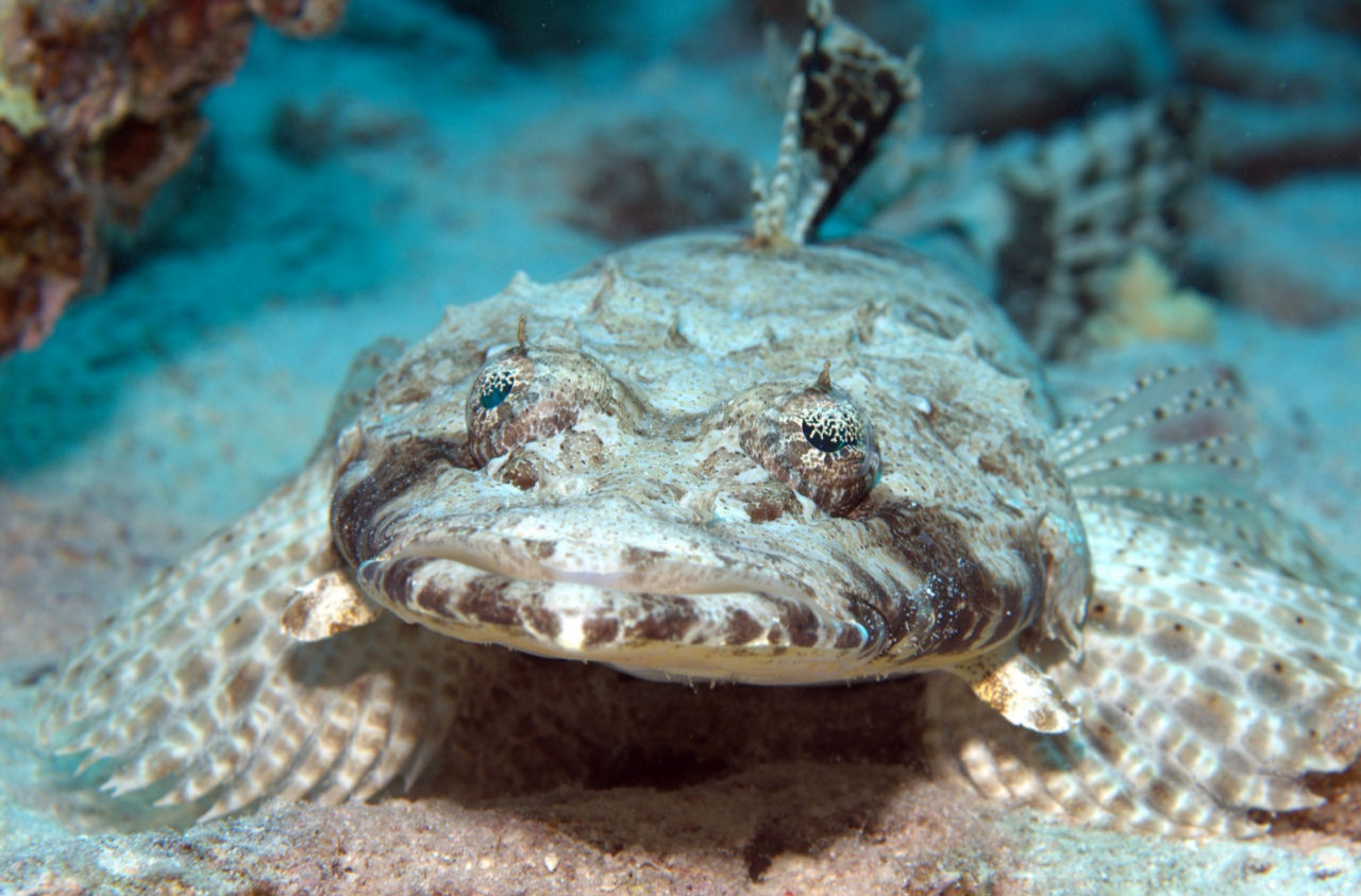 Papilloculiceps longiceps (Pesce coccodrillo indopacifico)